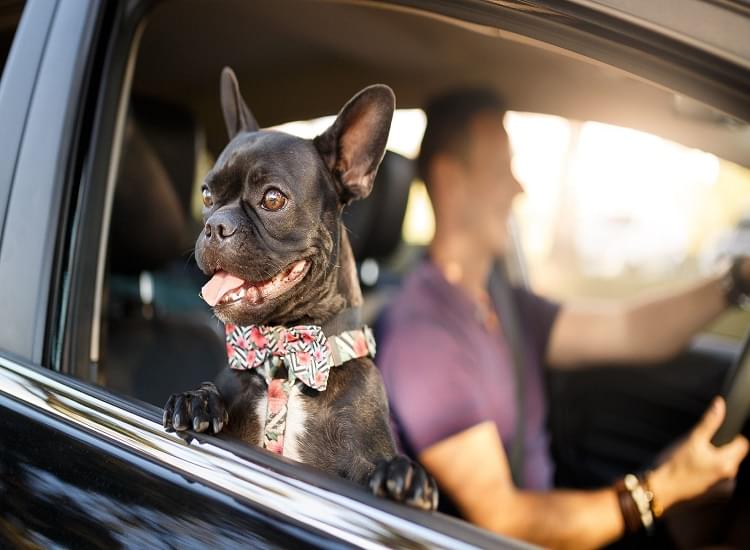 Tips About Pet Care and All Pet Mane Rule in Your Lifestyle